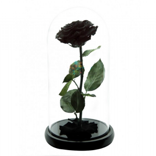 Black Forever Rose 