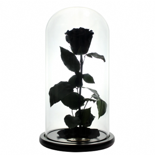 Black Forever Rose 