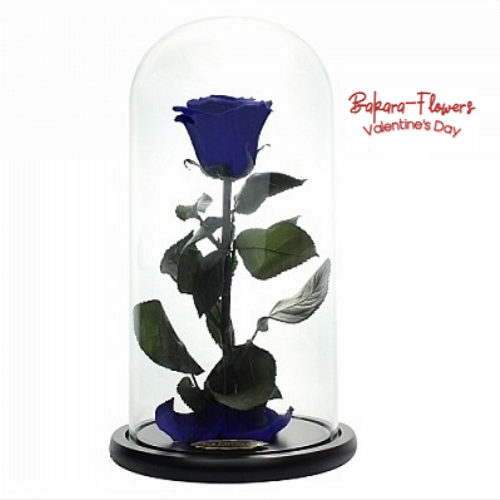 Blue Forever Rose