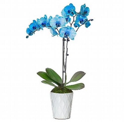 Blue Orchid