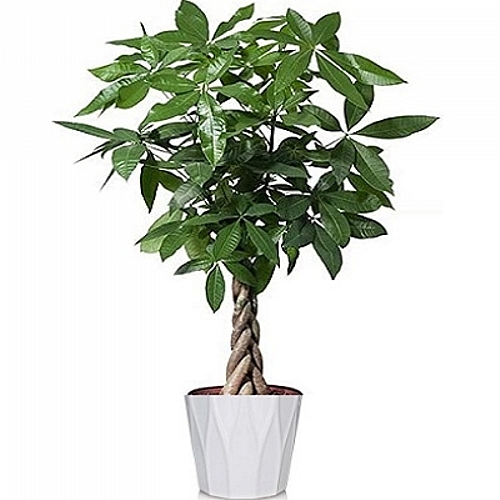 XL Pachira (1,9m)