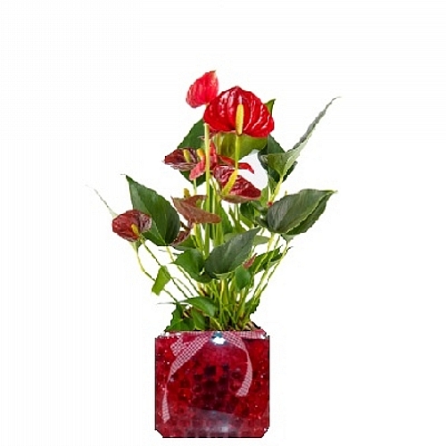 Anthurium in a glass pot