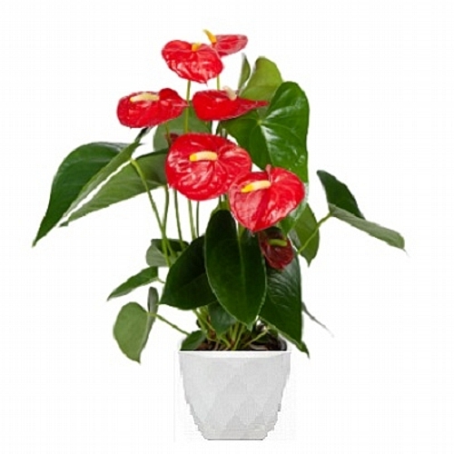 Anthurium red