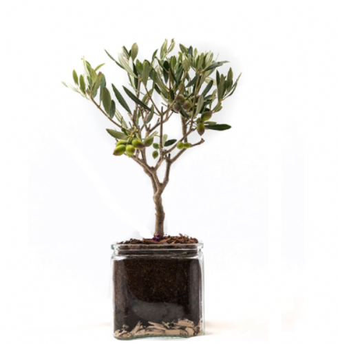 Olive bonsai tree in glass pot
