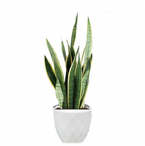 Sansevieria