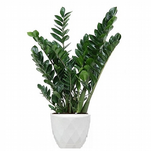 Zamioculcas