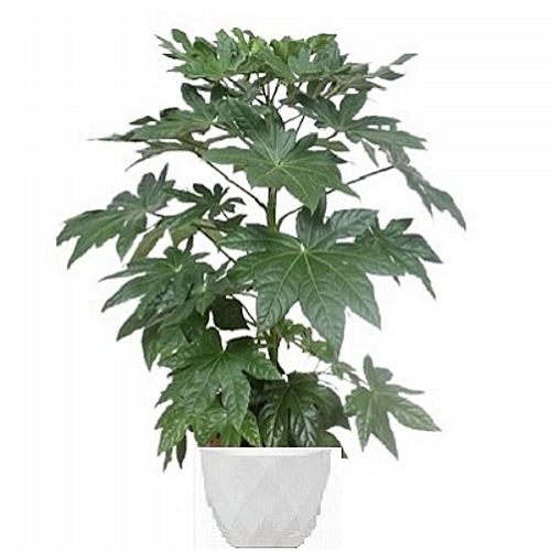 Aralia