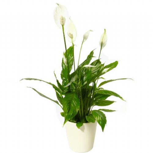 Spathiphyllum