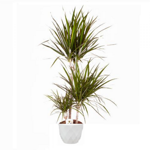 Dracaena Marginata triple