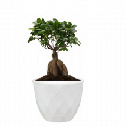 Bonsai ficus ginseng 