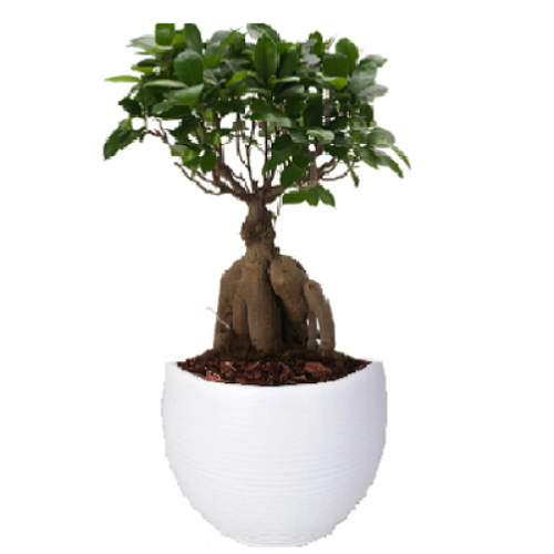 Bonsai ficus ginseng 