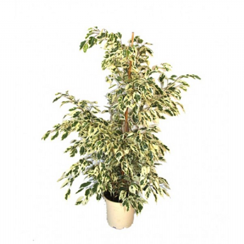 Ficus 