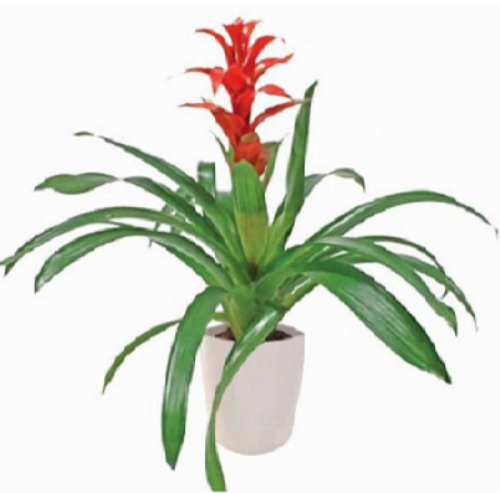 Guzmania