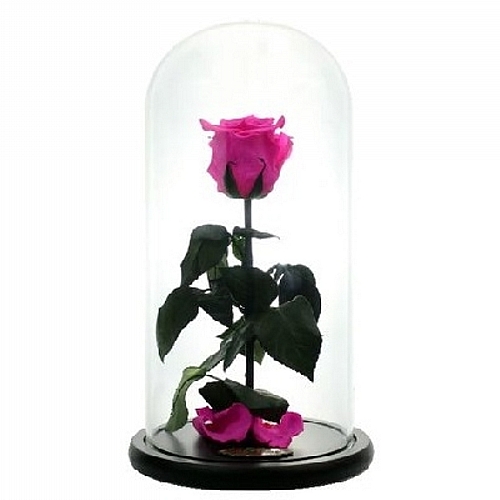  Fuchsia Forever Rose 
