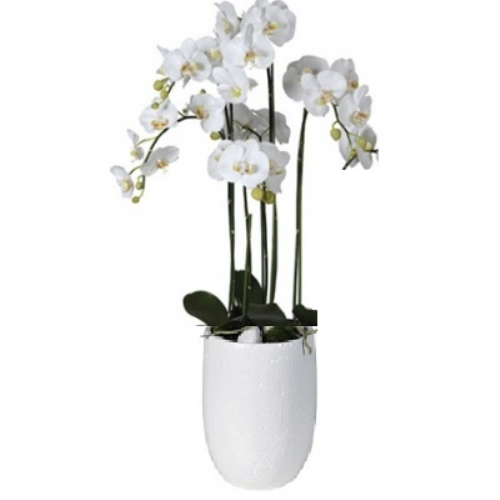 White three branches Orchid 