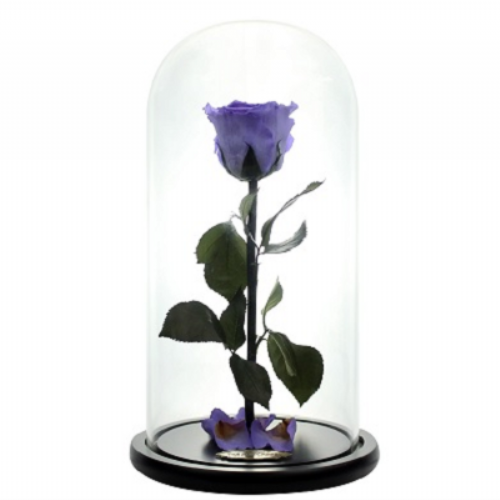 Purple Forever Rose