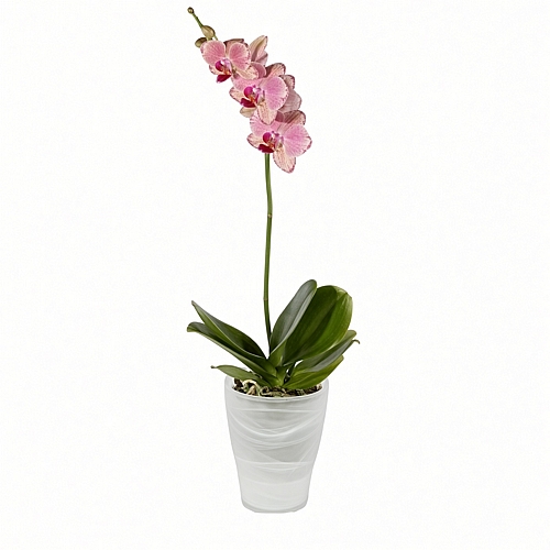 Orchid Orchid