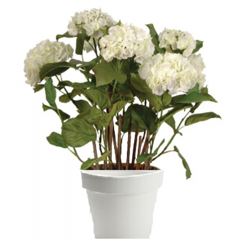 Hydrangea white