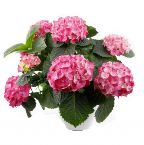 Hydrangea Pink