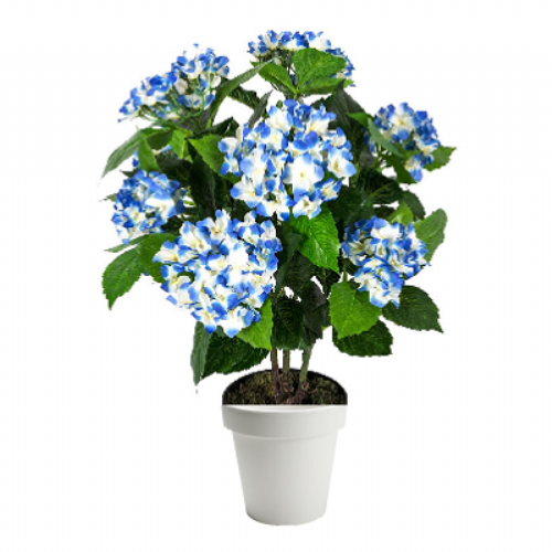 Hydrangea Blue