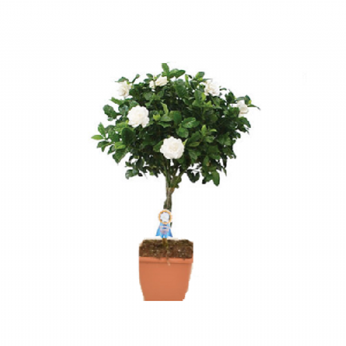 Γαρδένια δενδρώδης (45cm)