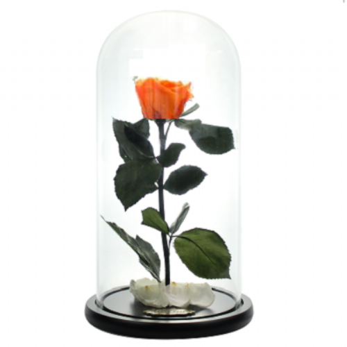 Orange Forever Rose