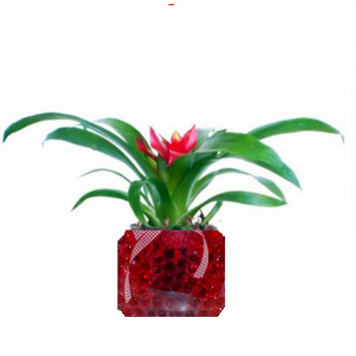 Guzmania in a glass case