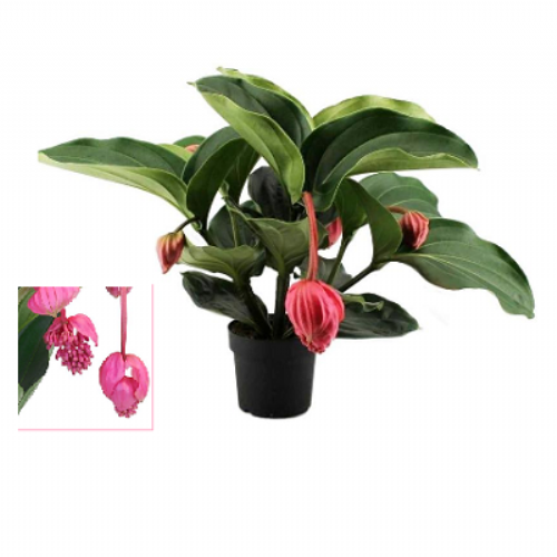 Medinilla Flamingo