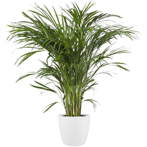 XL Areca Palm (1,9m)