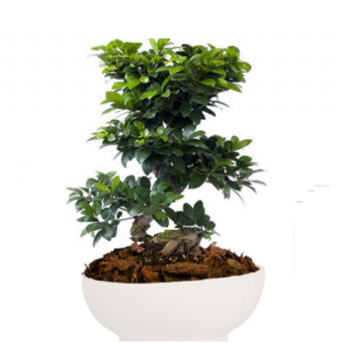 Bonsai Gingseng σε κεραμικό οβάλ κασπώ