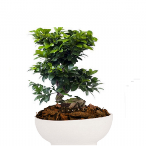 Bonsai Gingseng σε κεραμικό οβάλ κασπώ