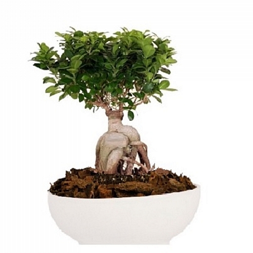 Bonsai Gingseng σε οβάλ κεραμικό κασπώ