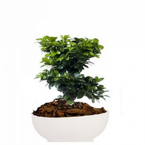 Bonsai Gingseng in ceramic caspo