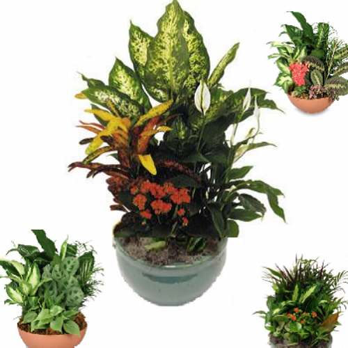 Compositions of indoor plants