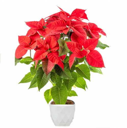 Aλεξανδρινό κόκκινο (60cm)