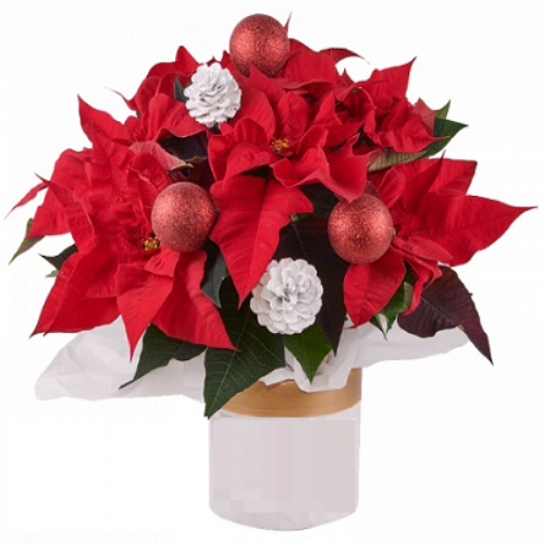 Αλεξανδρινό κόκκινο στολισμένο Αλεξανδρινό κόκκινο στολισμένο