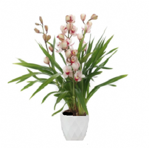 Ορχιδέα Cymbidium