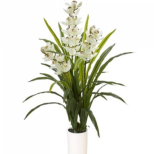 Cymbidium orchid xl 1.3m