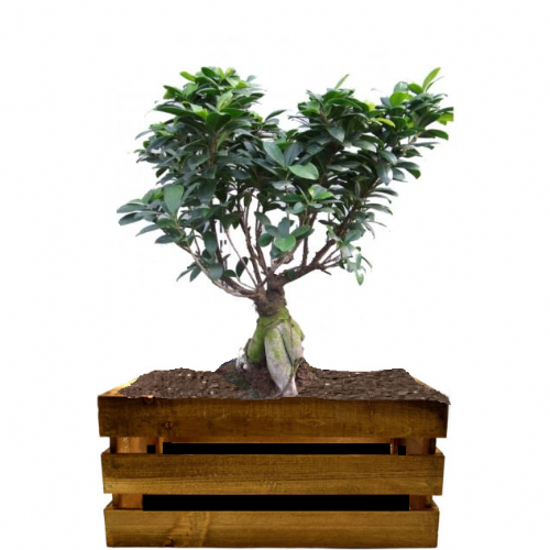 Bonsai Ficus Gingseng 