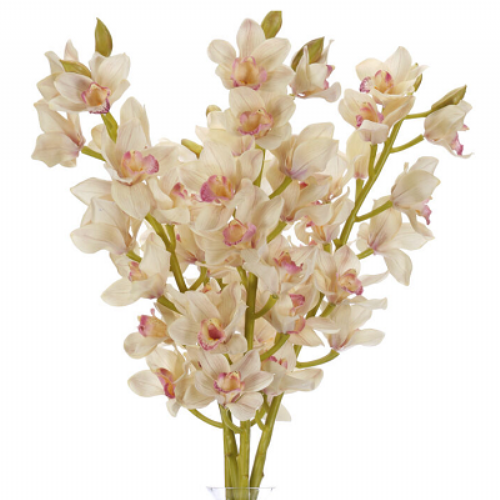 Ανθοδέσμη Ορχιδέας Ανθοδέσμη Ορχιδέας