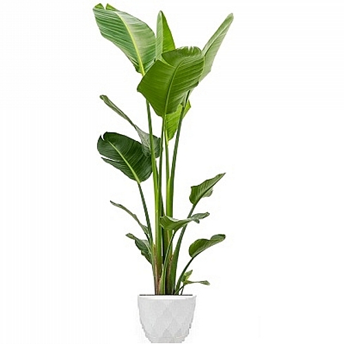XL Strelitzia (2m)