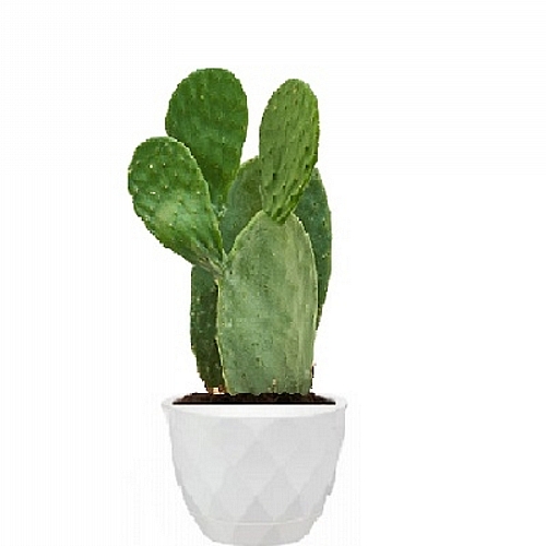 Κάκτος Opuntia