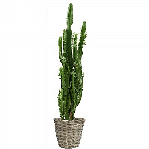 Euphorbia σε ψάθινο κασπώ