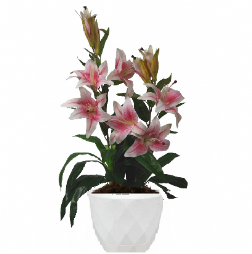 Ροζ λίλιουμ σε γλάστρα