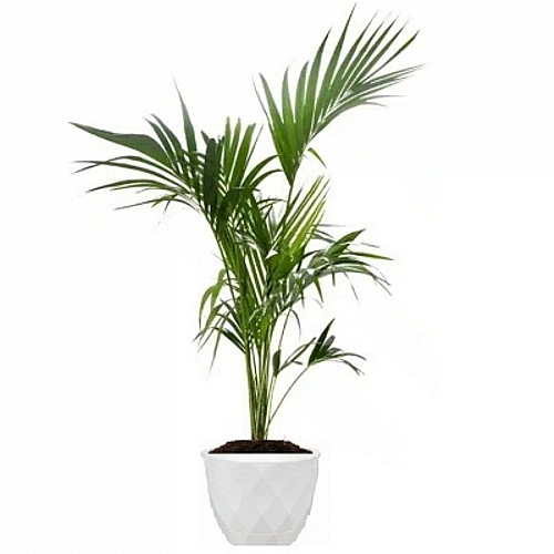 Kentia Palm 1,4m