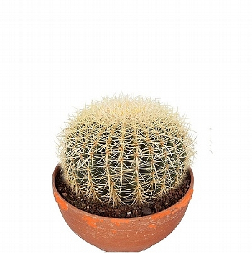 Κάκτος Echinocactus 