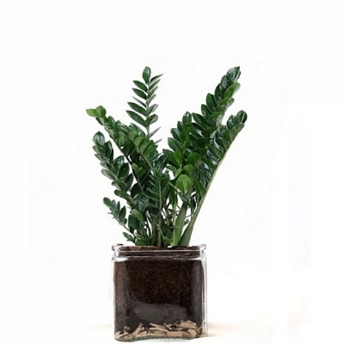 Zamioculcas in a glass case Zamioculcas in a glass case